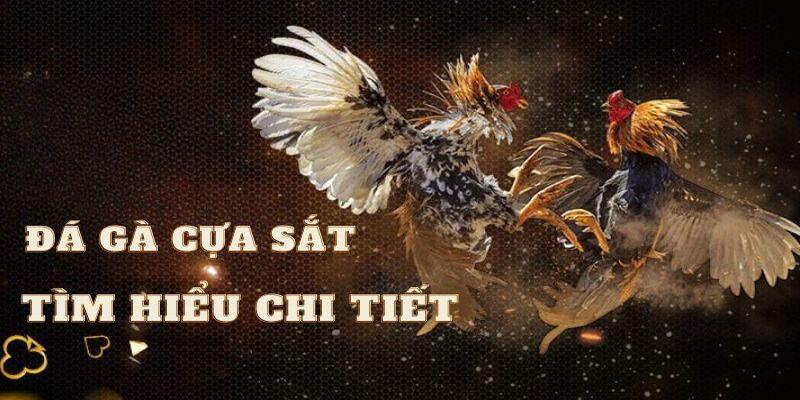 Tìm hiểu đôi nét về đá gà cựa sắt là gì?