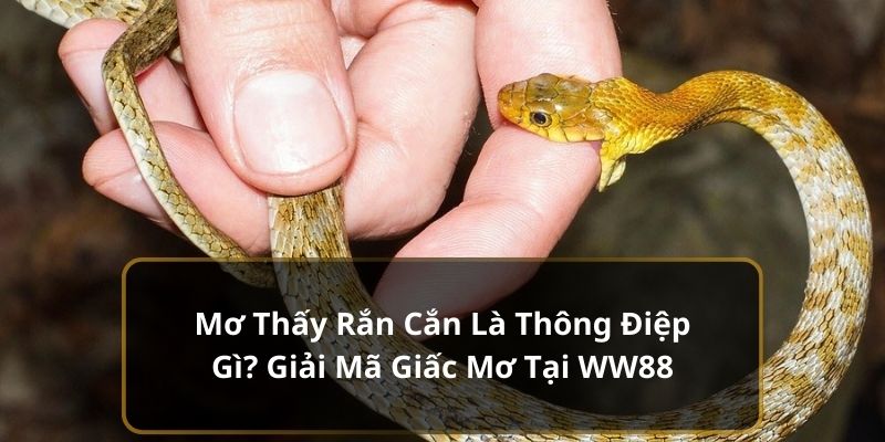 mơ thấy rắn cắn