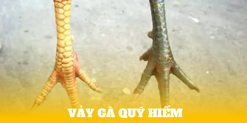 vảy gà quý hiếm